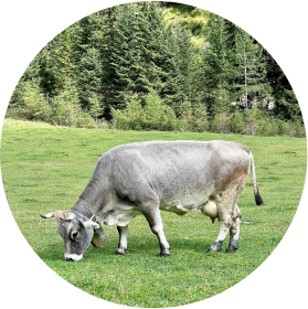 a grey cow on the green field eats grass